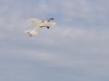 David King's BAT-Monoplane climbing out