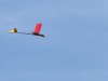 Aubrey King's Vintage  A1 glider was designed by WC  Rolf Linder in 1954