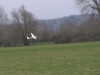 Airspeed Tern comes in for a landing