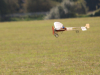 Did Louis Bleriot actually land on Port Meadow or is this Pete Fardell's rubber version?